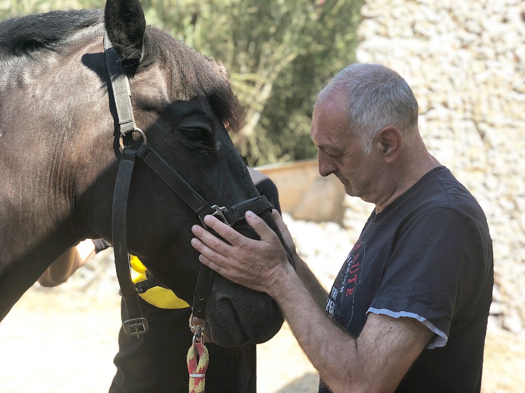 Beneficios de los Caballos para la Salud Humana  EMOTICANIMAL